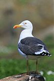 Lesser Black-backed Gull